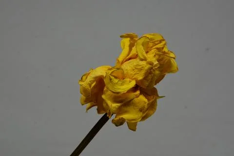 A sprig of withered roses under the light of a lamp for a dramatic effect Stock Photos