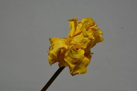 A sprig of withered roses under the light of a lamp for a dramatic effect Stock Photos