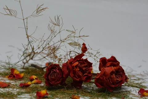 A sprig of withered roses under the light of a lamp for a dramatic effect Foto stock