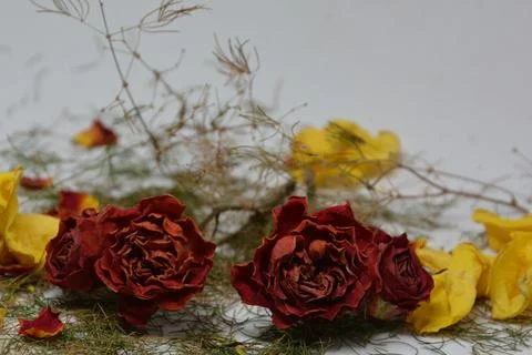 A sprig of withered roses under the light of a lamp for a dramatic effect Stock Photos
