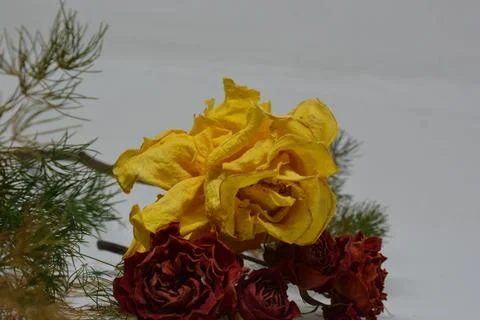 A sprig of withered roses under the light of a lamp for a dramatic effect Stock Photos