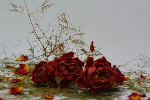 A sprig of withered roses under the light of a lamp for a dramatic effect Foto stock