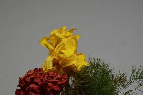 A sprig of withered roses under the light of a lamp for a dramatic effect Stock Photos