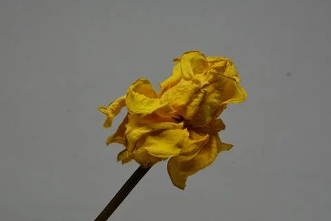 A sprig of withered roses under the light of a lamp for a dramatic effect Stock Photos