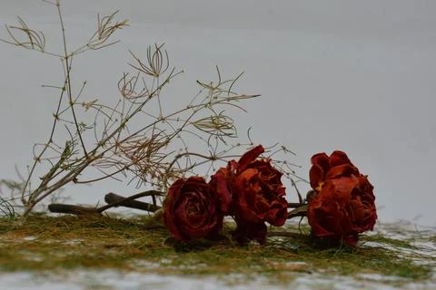 A sprig of withered roses under the light of a lamp for a dramatic effect Stock Photos