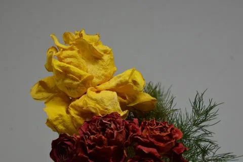 A sprig of withered roses under the light of a lamp for a dramatic effect Stock Photos