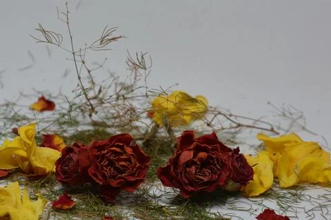 A sprig of withered roses under the light of a lamp for a dramatic effect Stock Photos