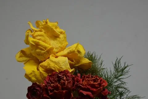 A sprig of withered roses under the light of a lamp for a dramatic effect Stock Photos