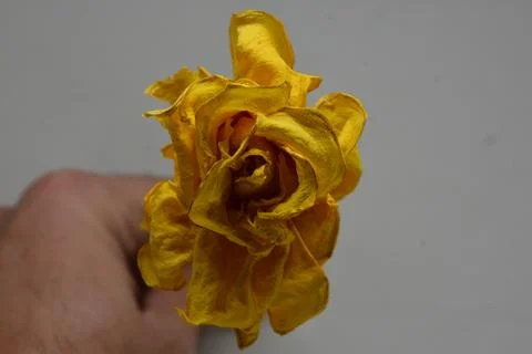 A sprig of withered roses under the light of a lamp for a dramatic effect Stock Photos