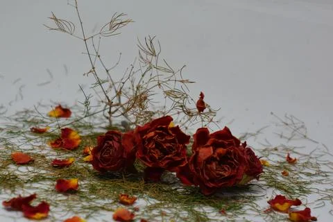A sprig of withered roses under the light of a lamp for a dramatic effect Stock Photos