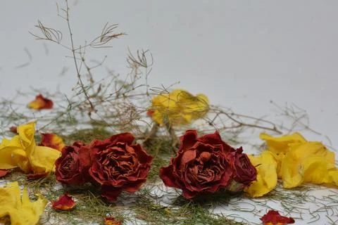 A sprig of withered roses under the light of a lamp for a dramatic effect Stock Photos
