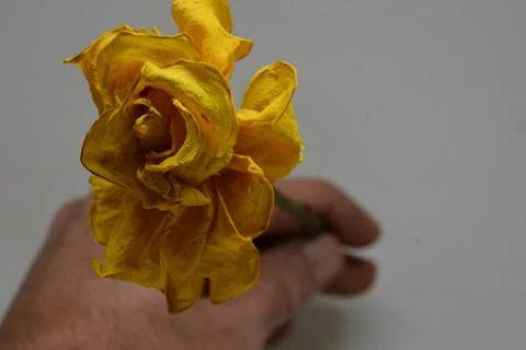 A sprig of withered roses under the light of a lamp for a dramatic effect Stock Photos