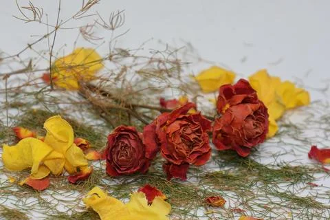 A sprig of withered roses under the light of a lamp for a dramatic effect Stock Photos