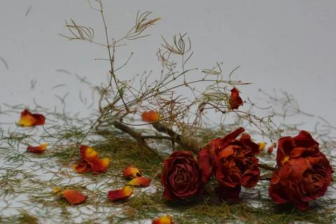 A sprig of withered roses under the light of a lamp for a dramatic effect Foto stock