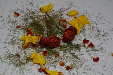 A sprig of withered roses under the light of a lamp for a dramatic effect Foto stock