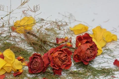 A sprig of withered roses under the light of a lamp for a dramatic effect Stock Photos