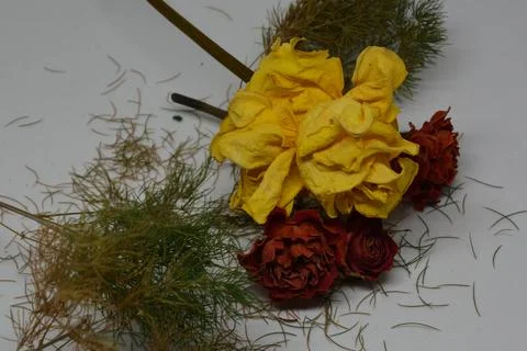 A sprig of withered roses under the light of a lamp for a dramatic effect Foto stock