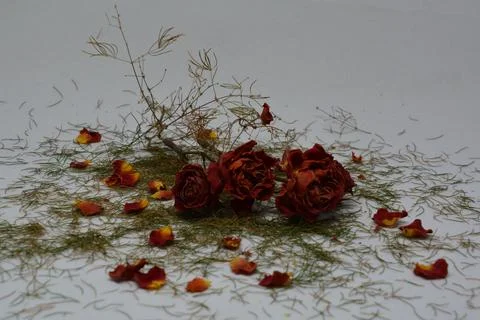 A sprig of withered roses under the light of a lamp for a dramatic effect Stock Photos
