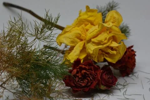 A sprig of withered roses under the light of a lamp for a dramatic effect Stock Photos