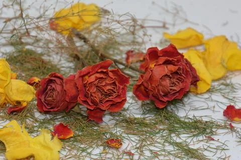 A sprig of withered roses under the light of a lamp for a dramatic effect Stock Photos