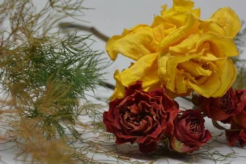 A sprig of withered roses under the light of a lamp for a dramatic effect Stock Photos