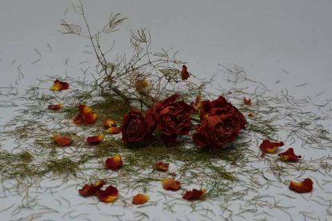 A sprig of withered roses under the light of a lamp for a dramatic effect Stock Photos