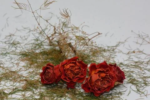 A sprig of withered roses under the light of a lamp for a dramatic effect Stock Photos