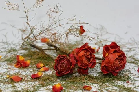 A sprig of withered roses under the light of a lamp for a dramatic effect Stock Photos