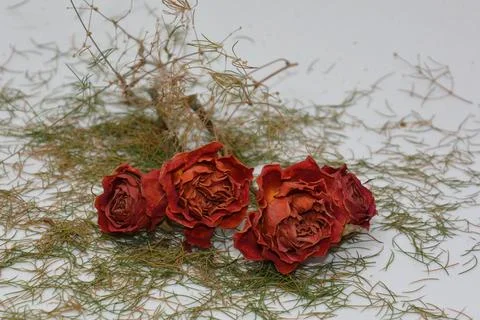 A sprig of withered roses under the light of a lamp for a dramatic effect Stock Photos