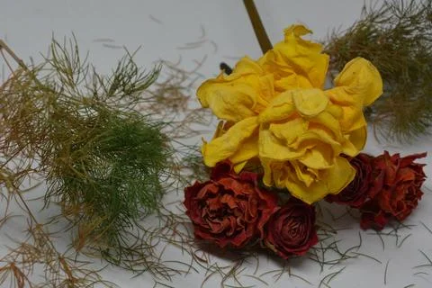 A sprig of withered roses under the light of a lamp for a dramatic effect Stock Photos