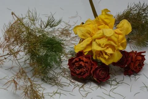 A sprig of withered roses under the light of a lamp for a dramatic effect Stock Photos