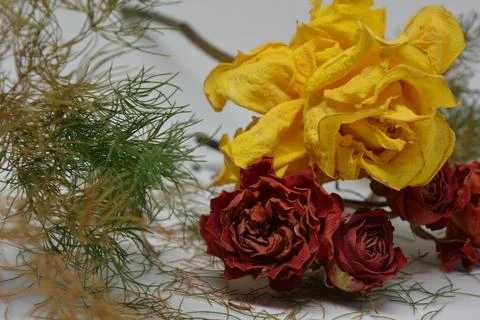 A sprig of withered roses under the light of a lamp for a dramatic effect Foto stock