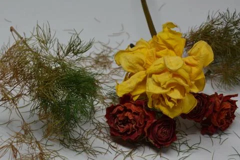A sprig of withered roses under the light of a lamp for a dramatic effect Stock Photos
