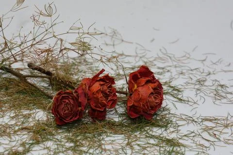 A sprig of withered roses under the light of a lamp for a dramatic effect Stock Photos