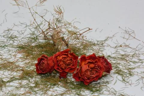 A sprig of withered roses under the light of a lamp for a dramatic effect Stock Photos