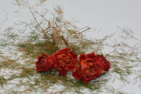 A sprig of withered roses under the light of a lamp for a dramatic effect Foto stock