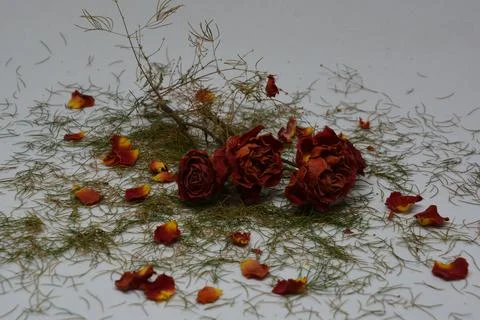 A sprig of withered roses under the light of a lamp for a dramatic effect Stock Photos