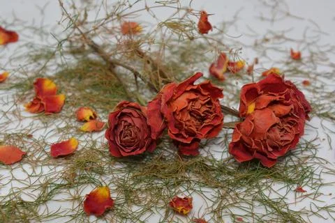 A sprig of withered roses under the light of a lamp for a dramatic effect Stock Photos