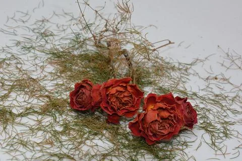 A sprig of withered roses under the light of a lamp for a dramatic effect Stock Photos