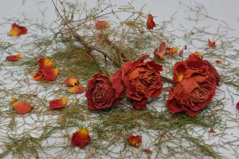 A sprig of withered roses under the light of a lamp for a dramatic effect Stock Photos