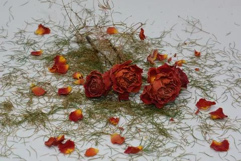 A sprig of withered roses under the light of a lamp for a dramatic effect Stock Photos