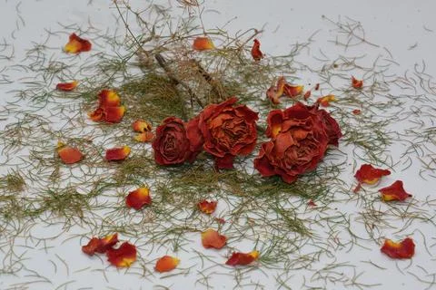 A sprig of withered roses under the light of a lamp for a dramatic effect Stock Photos