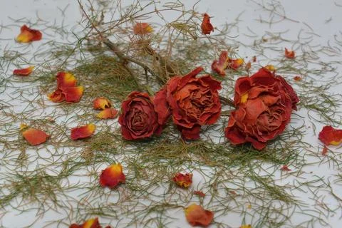 A sprig of withered roses under the light of a lamp for a dramatic effect Stock Photos