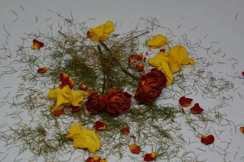 A sprig of withered roses under the light of a lamp for a dramatic effect Stock Photos