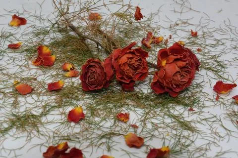 A sprig of withered roses under the light of a lamp for a dramatic effect Stock Photos