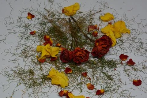 A sprig of withered roses under the light of a lamp for a dramatic effect Stock Photos