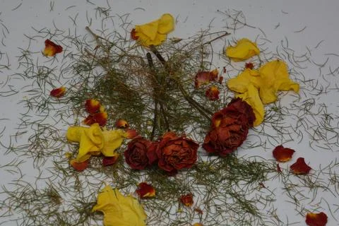A sprig of withered roses under the light of a lamp for a dramatic effect Stock Photos