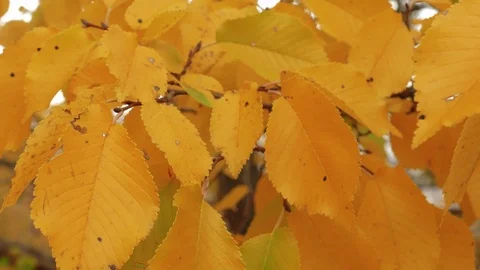 Sprig with yellow leaves Stock Footage 80992820