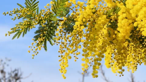 Sprig of yellow Mimosa in bloom Stock Footage 234082272