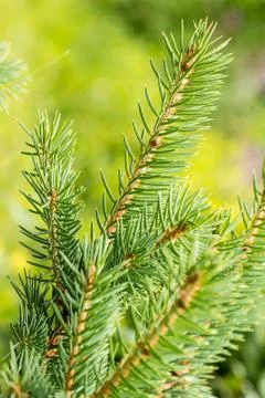 Sprig of young spruce Stock Photos